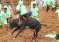 Palamedu-Jallikattu-2025-1-