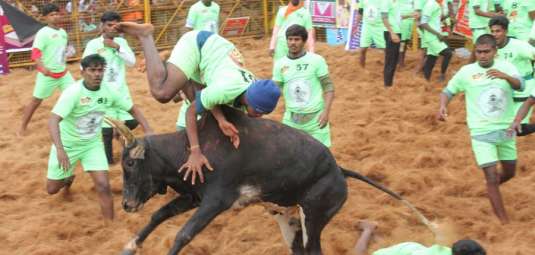 Palamedu-Jallikattu-2025-1-