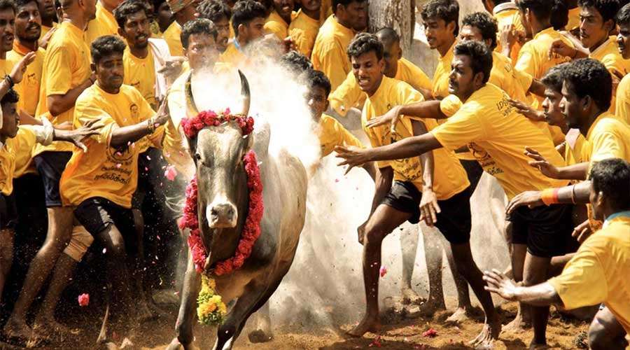 jallikattu