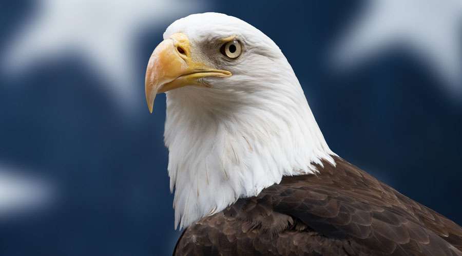 US-Eagle