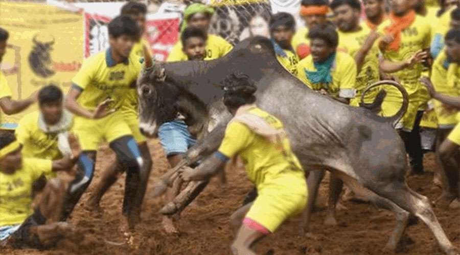 Jallikattu-2025-1-15