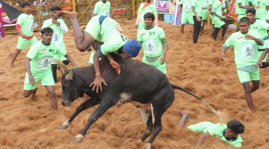 Palamedu-Jallikattu-2025-1-